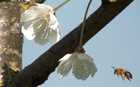 Bild_1_Wildbiene fliegt Kirschblüte an